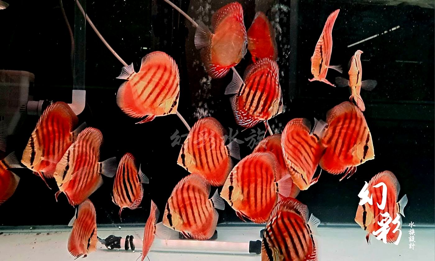 七彩神仙幼魚群
