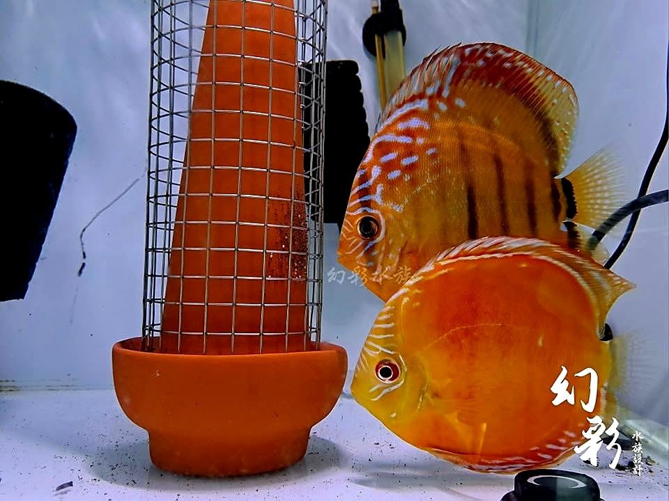 親魚與產卵錐