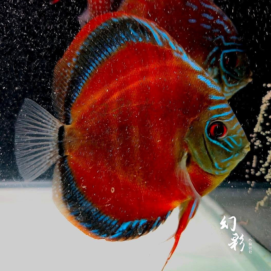 紅色系七彩神仙
